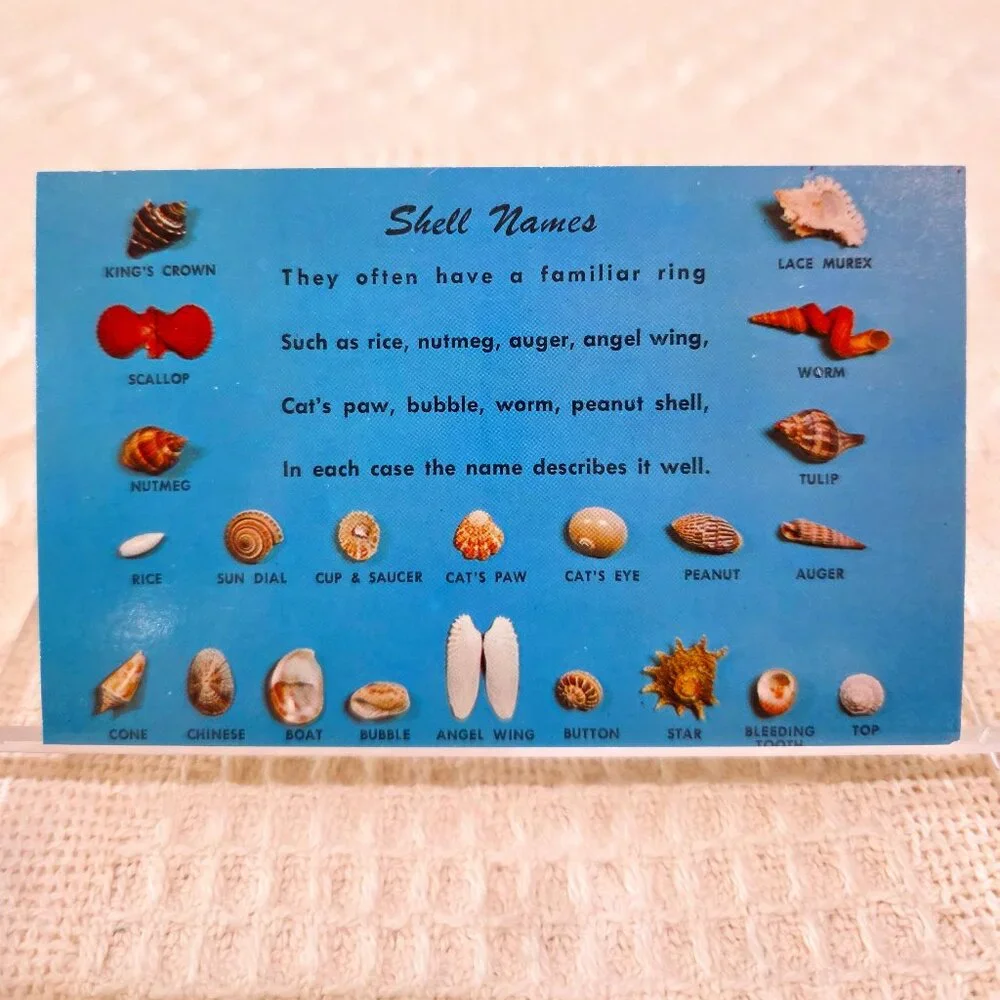 Vintage Shell Names Dexter Press DT 17474 B Ocean Blue Turquoise Postcard UNP